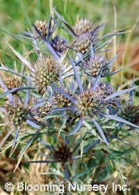 Eryngium amethystinum                             